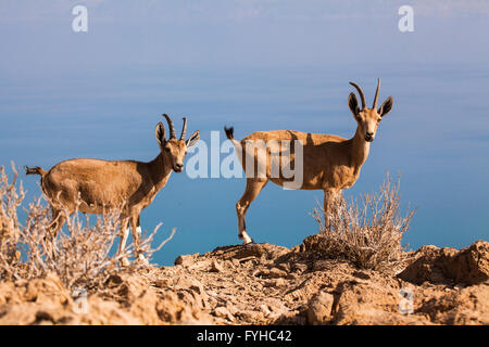 Zwei junge männliche nubische Steinböcke (Capra Ibex Nubiana), Wüste Negev, Israel Stockfoto