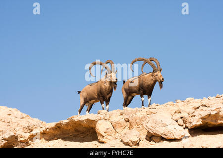 zwei große männliche nubische Steinböcke (Capra Ibex Nubiana), Wüste Negev, Israel Stockfoto