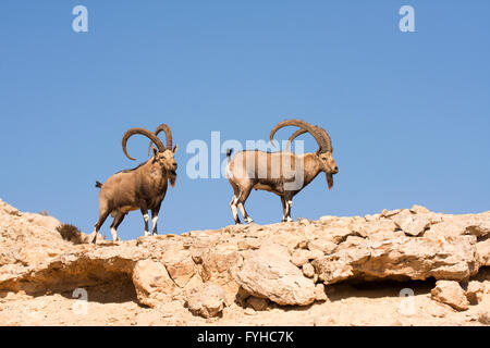 zwei große männliche nubische Steinböcke (Capra Ibex Nubiana), Wüste Negev, Israel Stockfoto