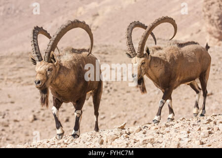 zwei große männliche nubische Steinböcke (Capra Ibex Nubiana), Wüste Negev, Israel Stockfoto