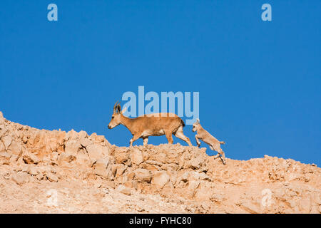 weibliche und junge nubische Steinböcke (Capra Ibex Nubiana), der Judäischen Wüste, Israel Stockfoto