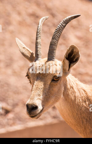 Porträt eines weiblichen nubische Steinböcke (Capra Ibex Nubiana), Judäischen Wüste, Israel Stockfoto