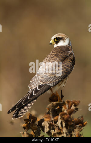 Red footed Falke (Falco Vespertinus) juvenile stehen. Dieser Raubvogel findet sich in Osteuropa und Asien, aber geworden Stockfoto