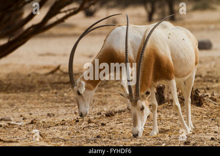 Israel, Aravah Wüste, eine Herde von Scimitar Oryx oder Scimitar-horned Oryx (Oryx Dammah), auch bekannt als die Sahara Oryx-Antilope, ist eine Spezies Stockfoto