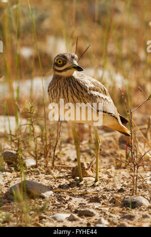 Stein-Brachvogel (Burhinus Oedicnemus) auf dem Boden. Dieser waten Vogel findet man in trockenen offenen Buschland von Europa, Nordafrika und s Stockfoto