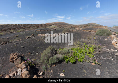 Vulkanlandschaft, La Geria, Lanzarote, Kanarische Inseln, Spanien Stockfoto