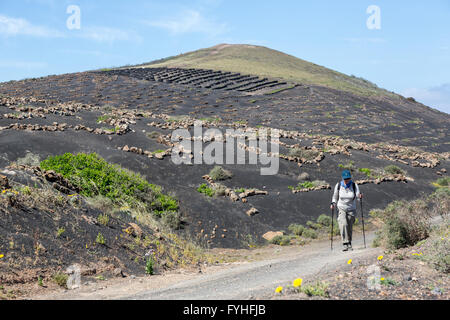 Frau Wandern durch vulkanische Landschaft La Geria, Lanzarote, Kanarische Inseln, Spanien Stockfoto