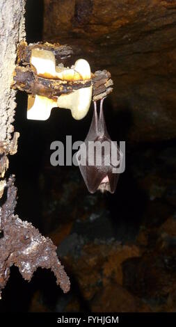 Geringerem Hufeisennase - Rhinolophus Hipposideros hängen in Höhle Stockfoto