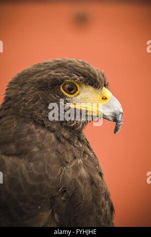 Schwarzen Adlerkopf, Europäische Vogel Stockfoto