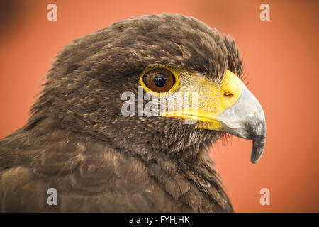 Schwarzen Adlerkopf, Europäische Vogel Stockfoto