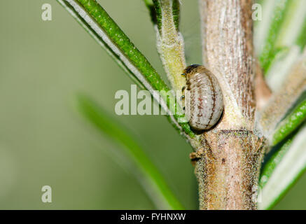 Rosemary Blatt (Chrysolina Americana) Käferlarve. Unreifen Form von der lila und grüne Käfer ernähren sich von Rosmarin Stockfoto