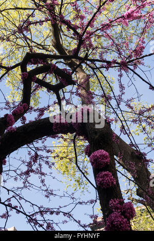 Frühling in New York City, USA Stockfoto