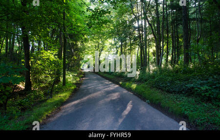 Ein schmalen Feldweg verläuft durch den Wald mit Sonnenlicht durch die Bäume in Fontmell Hill in der Nähe von Ashmore in Dorset. Stockfoto