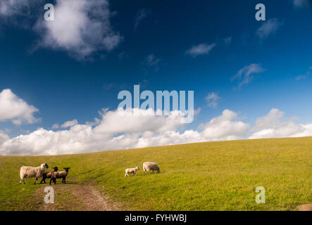 Eine Familie von Schafen mit jungen Lämmer in einem Feld auf einem Hügel in Yorkshire, England. Stockfoto