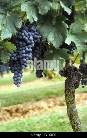 Weinblätter mit blauen Trauben Stockfoto