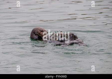 Young-Kalifornien Seeotter in Wasser mit Muschelschalen auf Bauch in Morro Bay; Seeotter Muscheln zu essen, während auf Rücken treiben. Stockfoto