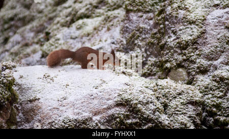 Ein Eichhörnchen auf Nahrungssuche im Wald im englischen Lake District. Das Eichhörnchen steht auf wenige Moos bedeckt mit Schnee bestäubt. Stockfoto