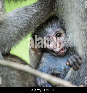 Vervet Affen im Krüger-Nationalpark, Südafrika; Specie Chlorocebus Pygerythrus Familie Cercopithecidae Stockfoto