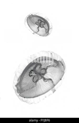 Nahaufnahmen von einem Mond Quallen Leben im aquarium Stockfoto