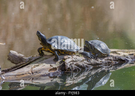 Erwachsenen rot-Schmuckschildkröte Schieberegler, (ist Scripta Elegans), sonnen sich am Strand Tingley, Albuquerque, New Mexico, USA. Stockfoto