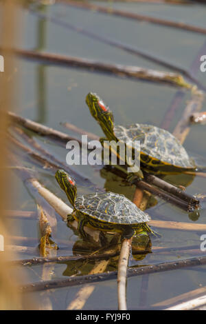 Juvenile rot-Schmuckschildkröte Schieber, (ist Scripta Elegans), sonnen sich am Strand Tingley, Albuquerque, New Mexico, USA. Stockfoto