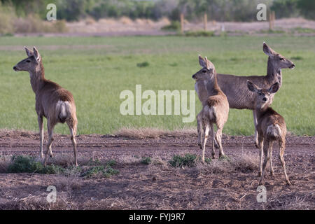 Rocky Mountain Maultierhirsch (Odocoileus Hemionus Hemionus), tut und Kitz im Bosque del Apache National Wildlife Refuge, New Mex. Stockfoto