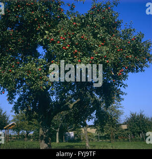 Apfelbaum mit reifen Äpfeln Stockfoto