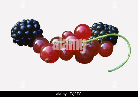 Beeren Stockfoto