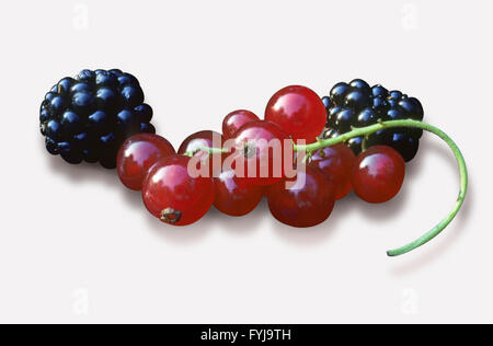 Rote Johannisbeeren und Brombeeren Stockfoto