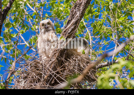 Große gehörnte Eule, (Bubo Virginianus), Jugendliche auf ein Nest.  Rio Grande Bosque in Albuquerque, New Mexico, USA. Stockfoto
