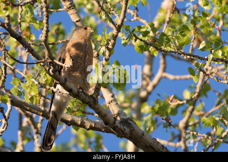 Cooper's Hawk, (Accipiter Cooperi), Albuquerque, New Mexico, USA. Stockfoto