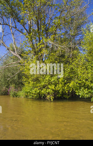 Flussvegetation, Alberche Flussufer in Toledo, Castilla La Mancha, Spanien Stockfoto