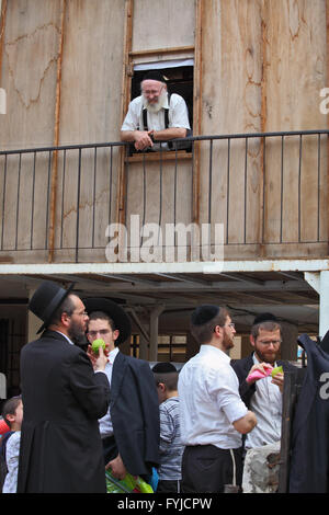 Eine junge religiöse Juden in schwarzer Kippa Citron wählen Sukkot Stockfoto