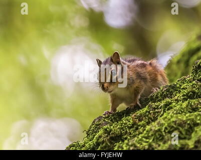 Sibirischer oder gemeinsame Eichhörnchen Eichhörnchen, Eutamias sibiricus Stockfoto