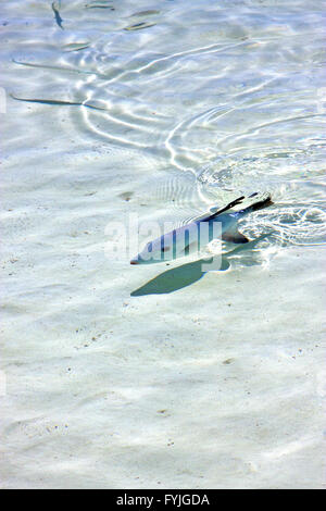 kleine Fische Isla Contoy im Roath drop Sonnentag Welle Stockfoto