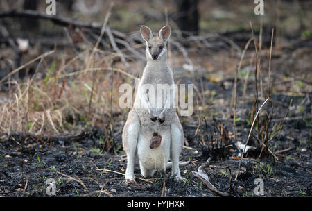 Eine Whiptail Wallaby, macropus Parryi, Känguruh mit Baby Joey in ihrer Tasche stand in letzter Zeit australische Outback Bush gebrannt Stockfoto