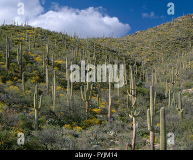 USA, Arizona, Coronado National Forest, sammeln Sie Cumulus-Wolken über Stand der Saguaro-Kakteen mit Brittlebush im Frühjahr blühen. Stockfoto