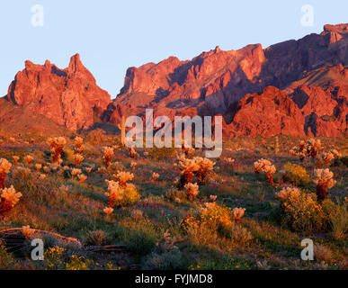 USA, Arizona, Kofa National Wildlife Refuge, Sonnenuntergang Licht auf Brittlebush, Phacelia, Cholla und Saguaro und robuste Kofa Mountains Stockfoto