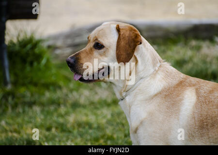 Eine braune Labrador in einer Wiese Stockfoto