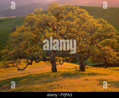 USA, Kalifornien, South Coast Range, Valley Oaks und Gräser Leuchten im Abendlicht. Stockfoto