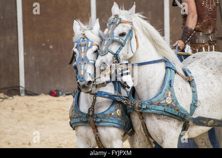 Römische Streitwagen in einem Kampf der Gladiatoren, blutigen Zirkus Stockfoto