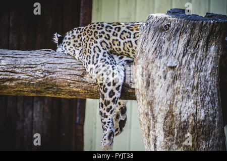 schönen und mächtigen weißen Leoparden ruht in der Sonne Stockfoto