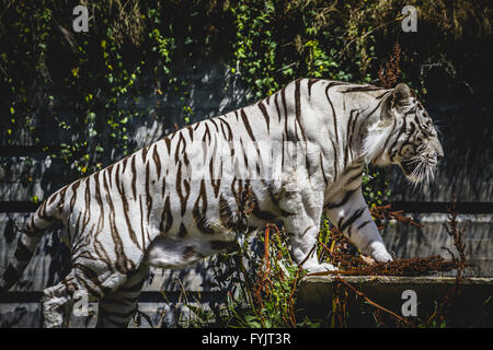 schönen und mächtigen weißen Tiger, die Ruhe in der Sonne Stockfoto