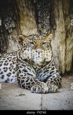 Raubtier, schönen und mächtigen Leoparden ruht in der Sonne Stockfoto