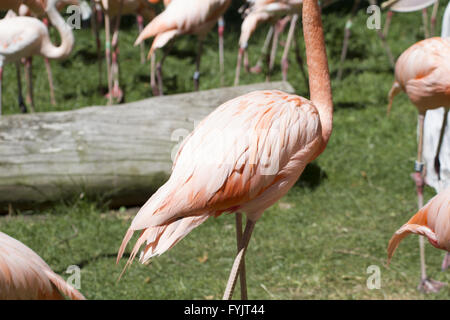 tropisch, Gruppe von orange Flamingos in einem Zoo park Stockfoto