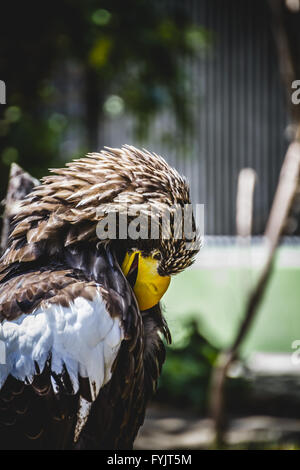 Spanische Steinadler in einer mittelalterlichen Messe Greifvögel Stockfoto