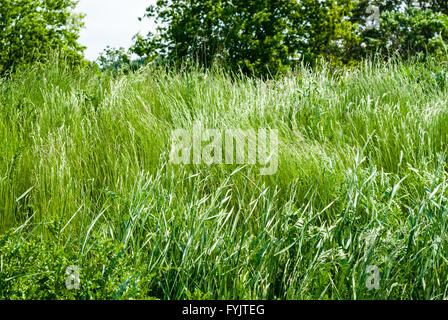 Tall grün wildes Gras Schunkeln und wehenden Wind gegen Bäume. Stockfoto