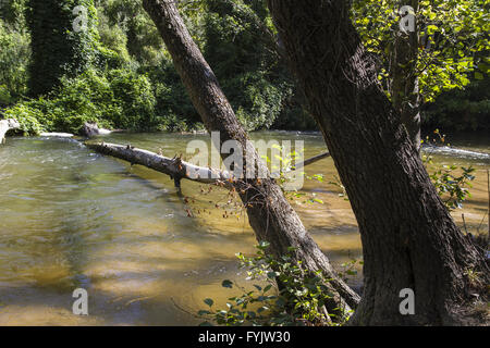 Umgestürzter Baum auf dem Fluss, Alberche Flussufer in Toledo, Castilla La Mancha, Spanien Stockfoto