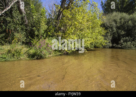 Vegetation, Alberche Flussufer in Toledo, Castilla La Mancha, Spanien Stockfoto