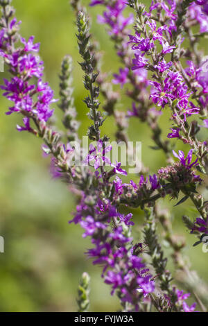 Beeren auf einem Busch in der Nähe des Flusses Alberche in Spanien Stockfoto